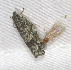 Metrioglypha phyllodes