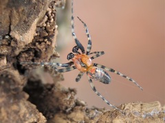 Alpaida gallardoi