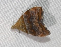 Choreutis sycopola