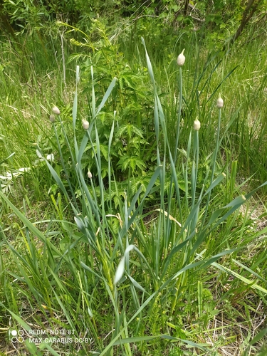 Allium hymenorhizum, photograph 6