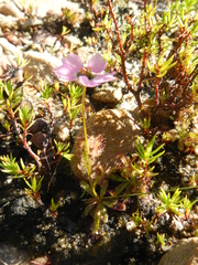 Drosera zeyheri