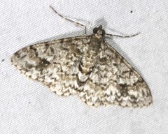 Myrioblephara desumpta