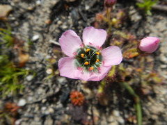 Drosera zeyheri