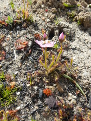 Drosera zeyheri