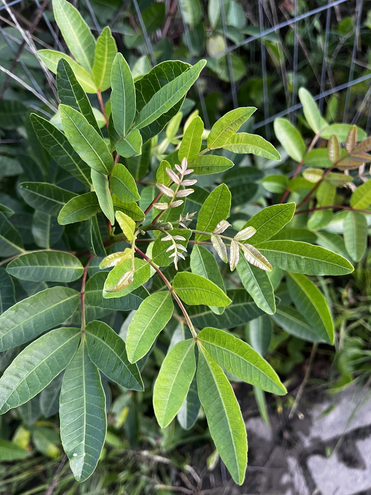 Schinus terebinthifolia