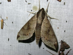 Acosmerycoides harterti