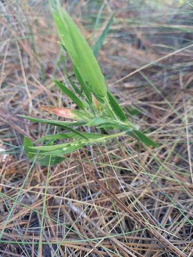 Eggleaf Witchgrass (Dichanthelium ovale)