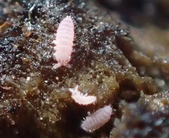 Ceratophysella