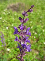 Salvia dumetorum