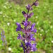 Salvia stepposa - Photo (c) Serge M. Appolonov,  זכויות יוצרים חלקיות (CC BY-NC), הועלה על ידי Serge M. Appolonov