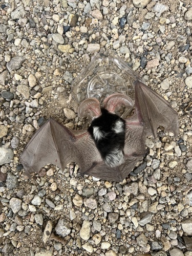 Spotted Bat photographed in Nevada