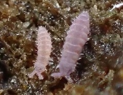 Ceratophysella