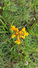 Cynorkis cinnabarina