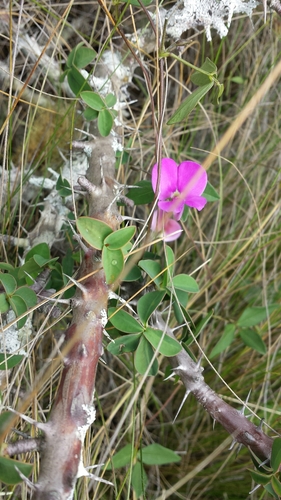 Vigna microsperma image