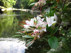 Rhododendron arborescens