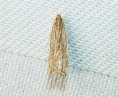 Helcystogramma hystricella