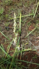 Aristea madagascariensis