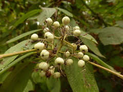 Cornus sericea