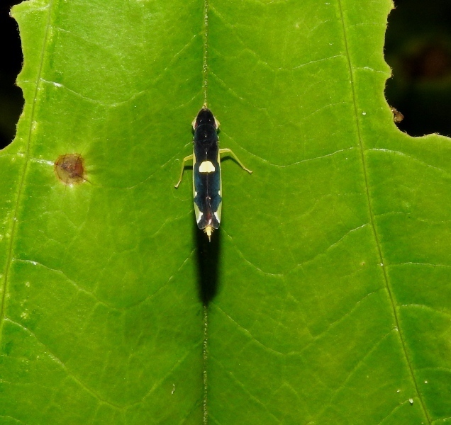 Baleja marginula