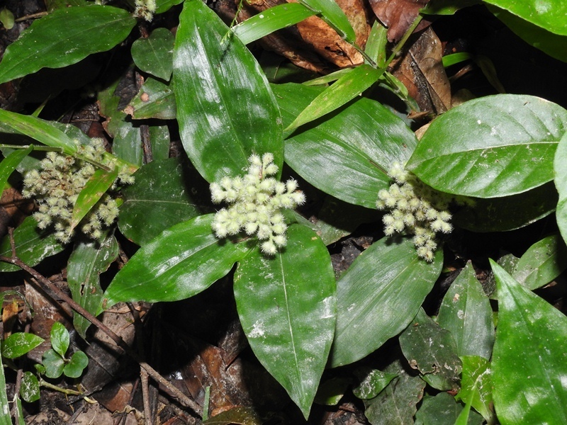 Floscopa peruviana