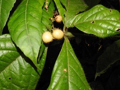 Cordia nodosa
