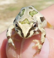 Pseudacris streckeri