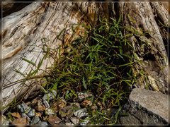 Rubus schmidelioides schmidelioides