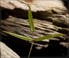 Rubus schmidelioides schmidelioides
