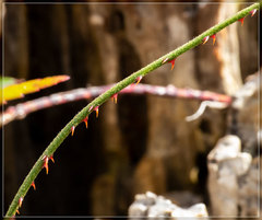Rubus schmidelioides schmidelioides