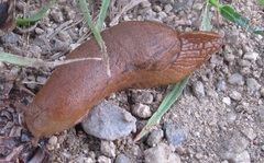 Drusia valenciennii