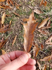 Quercus × heterophylla