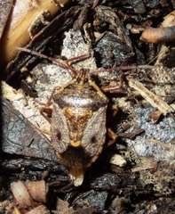 Cermatulus nasalis nasalis