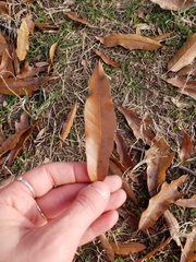 Quercus × heterophylla