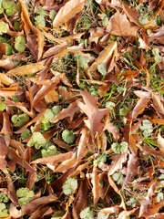 Quercus × heterophylla