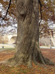 Quercus × heterophylla