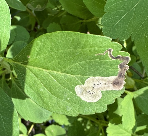 Agromyza spiraeoidearum