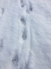 Vulpes vulpes fulvus