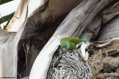 Brotogeris jugularis