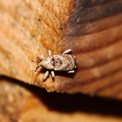 Mitrastethus baridioides