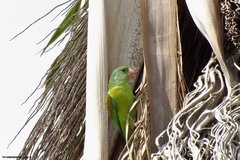 Brotogeris jugularis