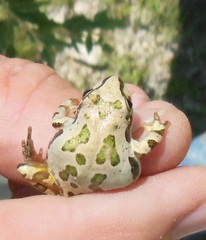 Pseudacris streckeri