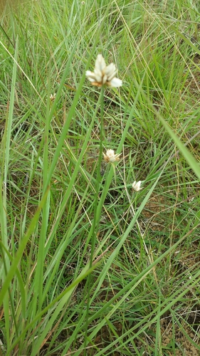 Cyperus niveus image