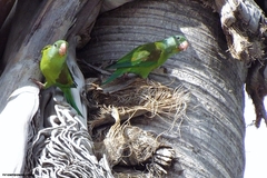 Brotogeris jugularis