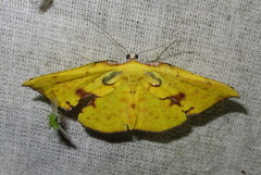 Corymica
