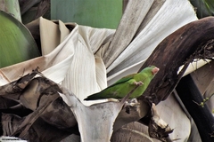 Brotogeris jugularis