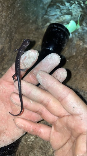 Jaguar Salamander