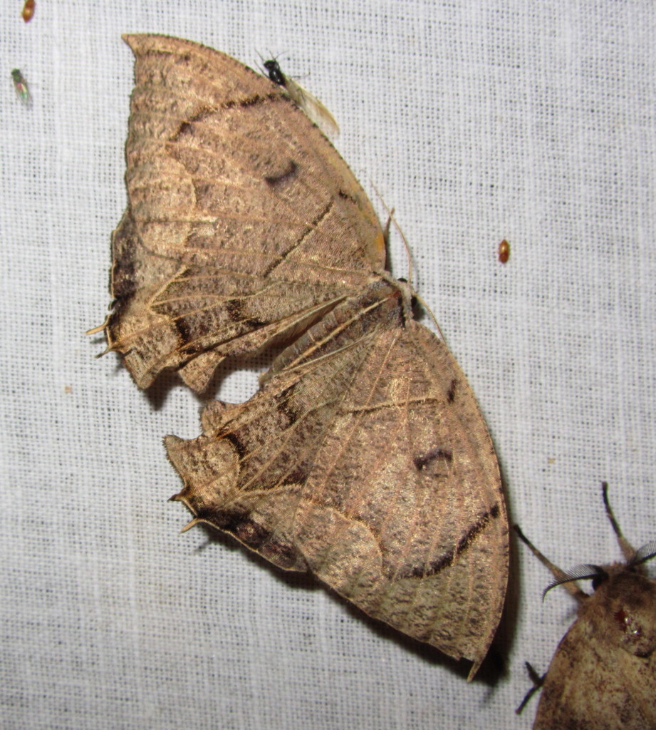 Orudiza angulata