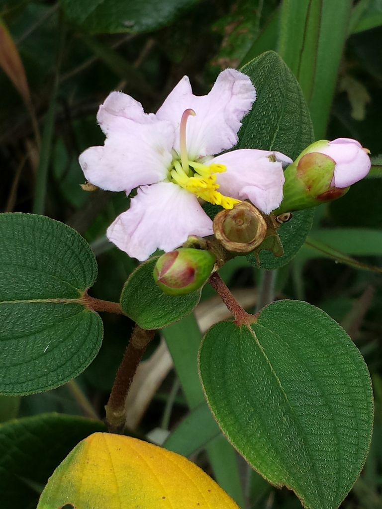Dionycha