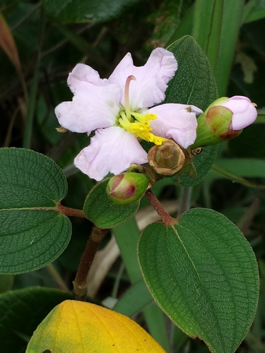 Dionycha bojerii