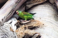 Brotogeris jugularis